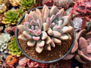 Graptoveria 'Opalina' Cluster 4" Succulent Plant