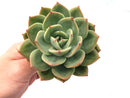 Echeveria Agavoides 'Orange Flower' 5" Rare Succulent Plant