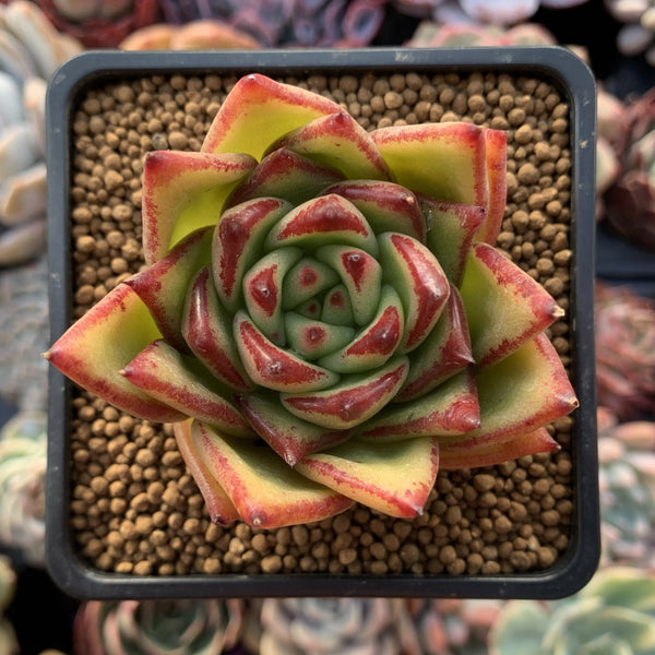 Echeveria Agavoides 'Lipstick' 2"-3" Succulent Plant