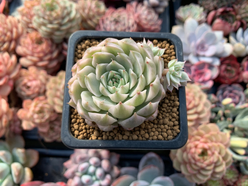 Echeveria 'Margaret' Variegated 3" Cluster Succulent Plant