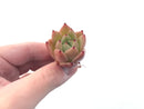 Echeveria Agavoides 'Illina' New Hybrid Small 1" Succulent Plant