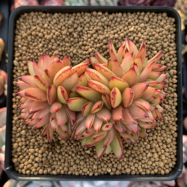 Echeveria Agavoides 'Elk Horn' Crested Cluster 3"-4" Succulent Plant