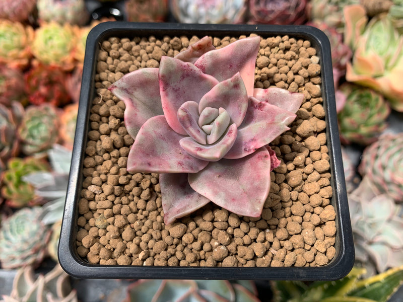 Graptopetalum 'Bainesii' Variegated 2" Succulent Plant