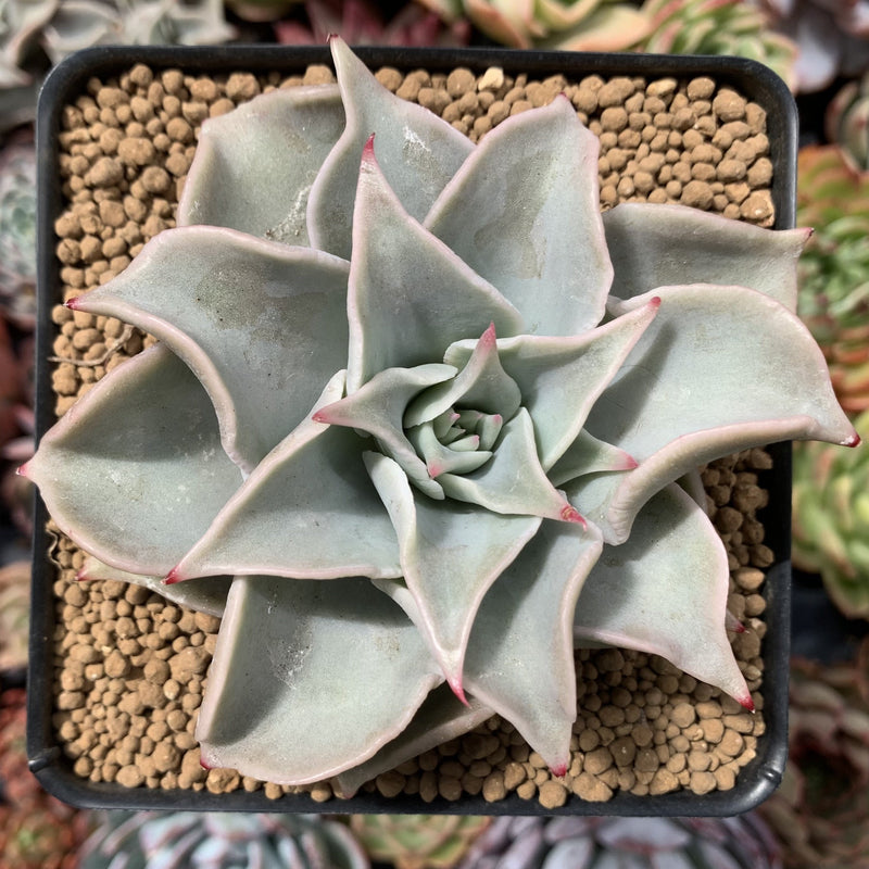 Echeveria 'Madiba' 4" Succulent Plant