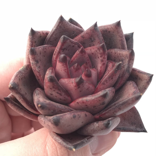 Echeveria Agavoides Red Ebony 3” Rare Succulent Plant