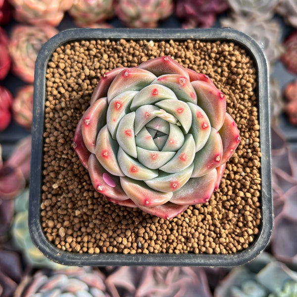 Echeveria 'Alba Beauty' 1"-2" Succulent Plant