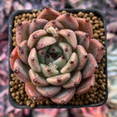 Echeveria Agavoides 'Red Tips' 1"-2" Succulent Plant