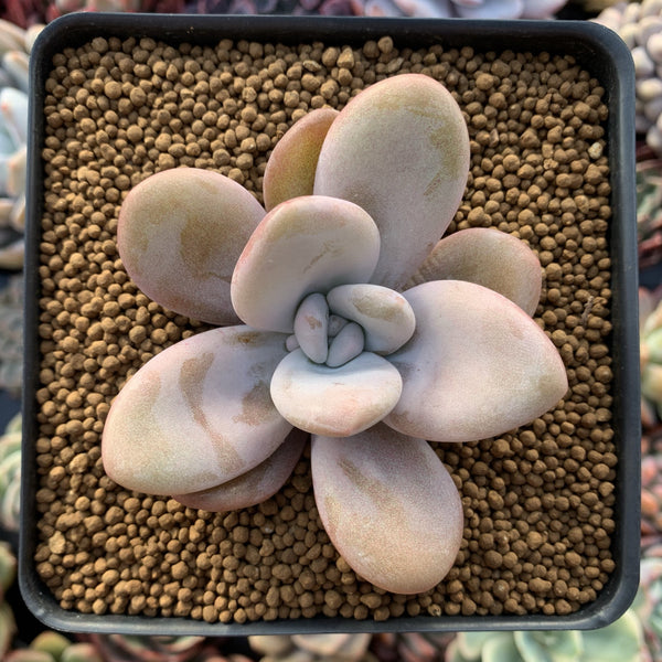 Echeveria 'Raon' Powdery 2"-3" Succulent Plant