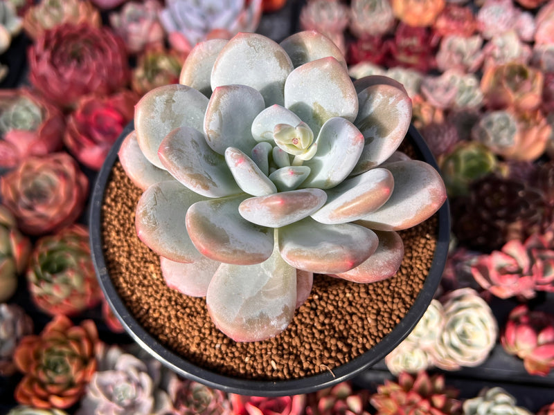 Pachyveria 'Pearlberry' 4" Succulent Plant