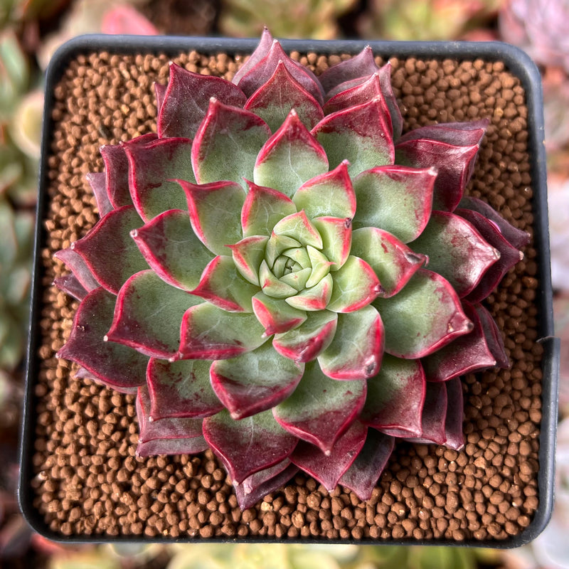 Echeveria 'Ruby Shine' 2"-3" Succulent Plant