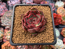 Echeveria Agavoides 'Polar Rose' 1"-2" Succulent Plant