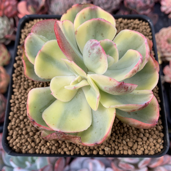 Echeveria 'Enfant' Variegated 4" Succulent Plant