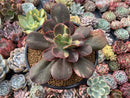 Echeveria 'Primadonna' Variegated 4"-5" Succulent Plant