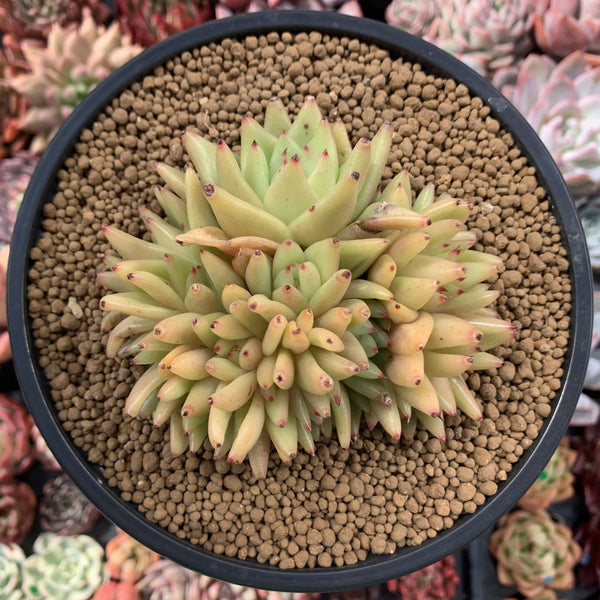 Echeveria Agavoides 'Maria' Crested 4" Succulent Plant