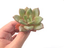 Echeveria 'German Champaign' 2"-3" Rare Succulent Plant