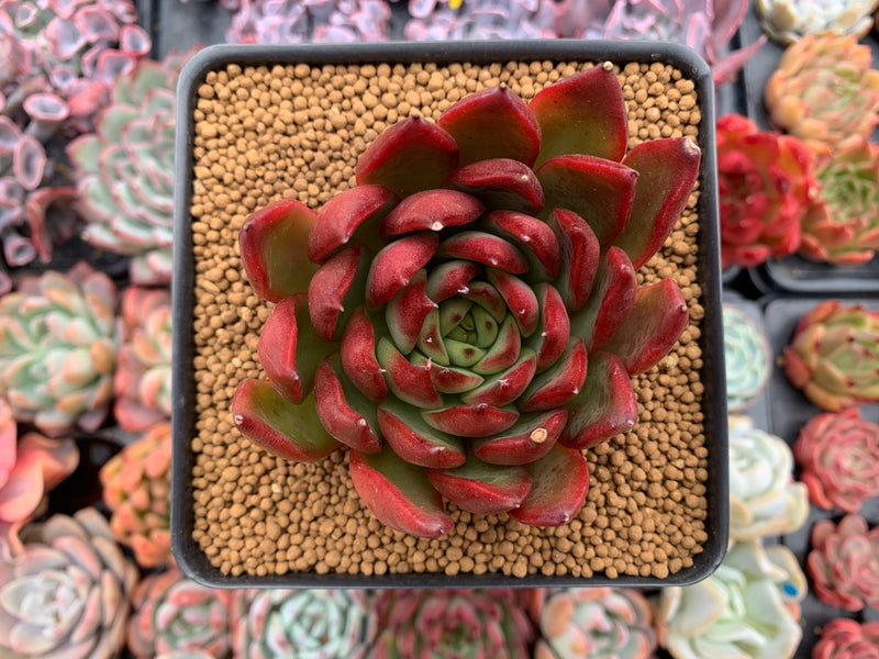 Echeveria Agavoides 'Rubra' 3" Succulent Plant