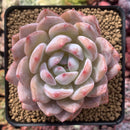 Echeveria 'Orange Monroe' 4" Succulent Plant