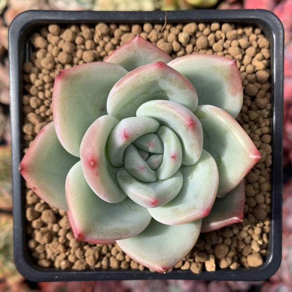 Echeveria 'White Champaign' 3" Succulent Plant