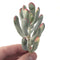 Cotyledon 'Orbiculata' Variegated Thin Leaf 2"-3" Succulent Plant