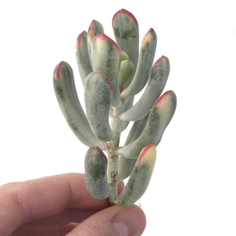 Cotyledon 'Orbiculata' Variegated Thin Leaf 2"-3" Succulent Plant