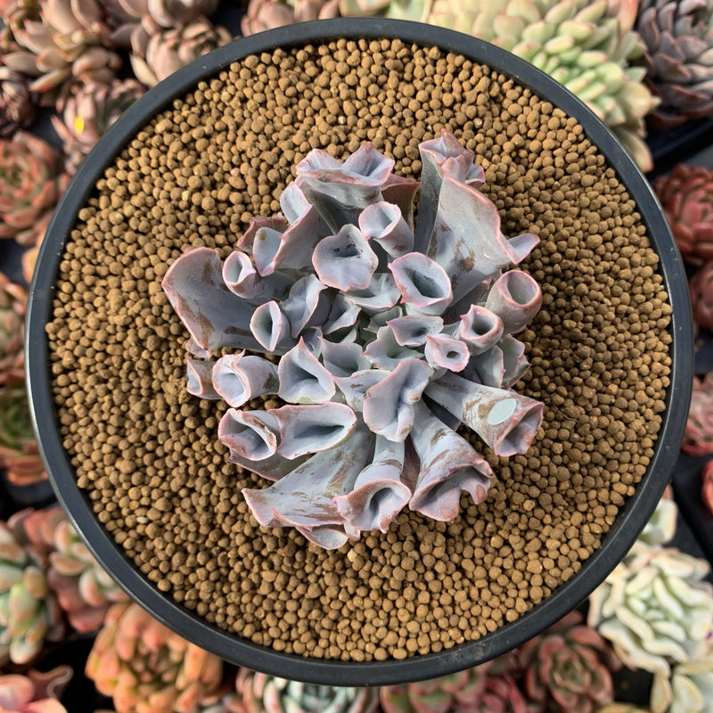 Echeveria 'Trumpet Pinky' 4" Succulent Plant