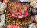 Echeveria Agavoides 'Fire Pillar' 1"-2" Succulent Plant