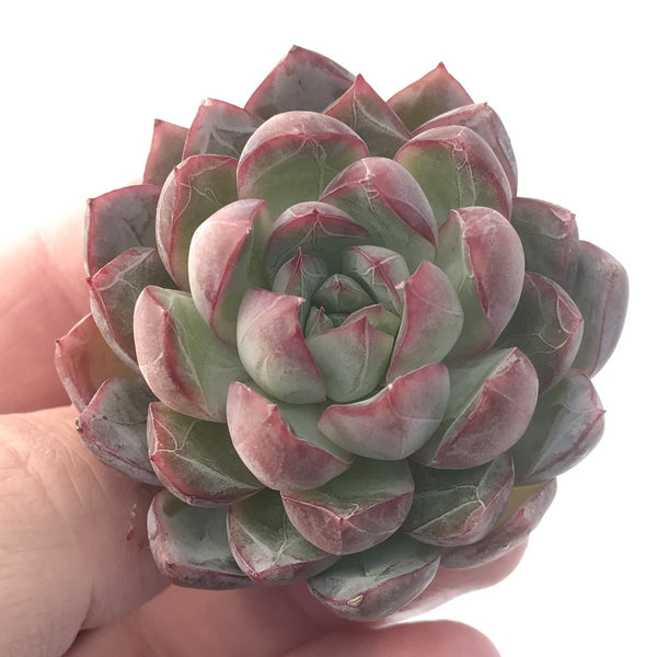 Echeveria 'Spicy Queen' 3" Succulent Plant