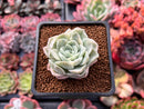 Echeveria sp. Variegated 1"-2" Succulent Plant