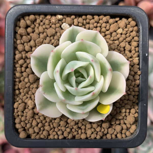 Echeveria 'Compton Carousel' Variegated 2" Small Succulent Plant