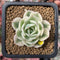 Echeveria 'Compton Carousel' Variegated 2" Small Succulent Plant