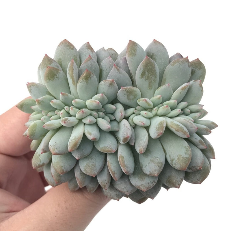 Echeveria 'Orange Monroe' Crested 4" Powdery Succulent Plant