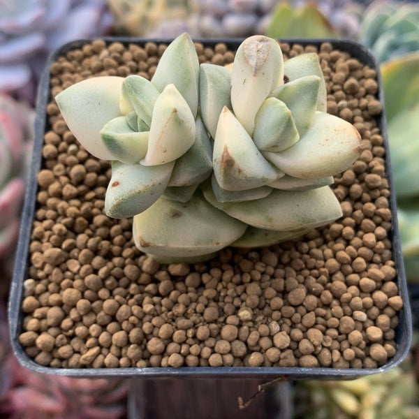 Crassula 'Moonglow' Variegated 1"Succulent Plant