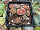 Collection of Lithops 2" (x8 Lithops) Succulent Plant