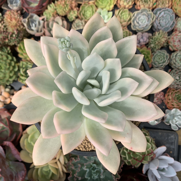 Graptoveria 'Opalina' Variegated 6" Large Succulent Plant