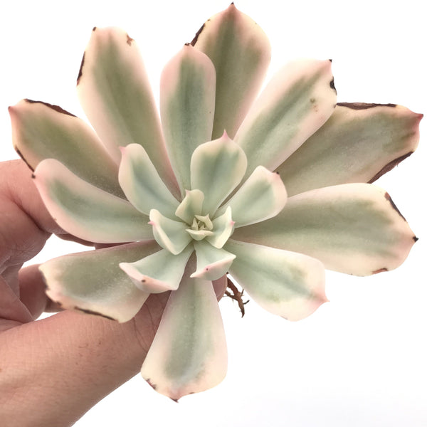 Echeveria 'Secunda' Variegated 3" Succulent Plant *Damaged*