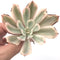 Echeveria 'Secunda' Variegated 3" Succulent Plant *Damaged*