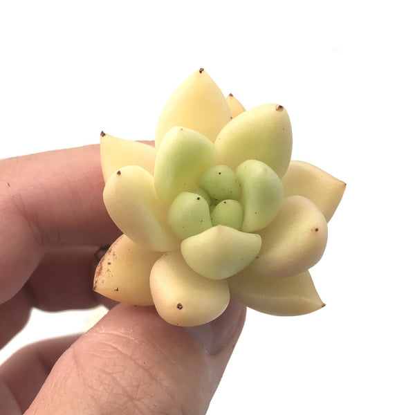 Echeveria Agavoides sp. Seedling 1" Rare Succulent Plant