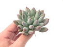 Echeveria 'Venus' 2"-3" Powdery Succulent Plant