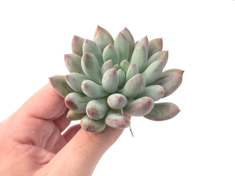 Echeveria 'Venus' 2"-3" Powdery Succulent Plant