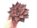 Echeveria Agavoides 'Red Ebony' 5" Extra Large Succulent Plant