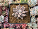 Echeveria 'Tolimanensis' 4" Succulent Plant