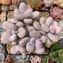 Graptopetalum 'Amethystinum’ 4” Cluster Succulent Plant