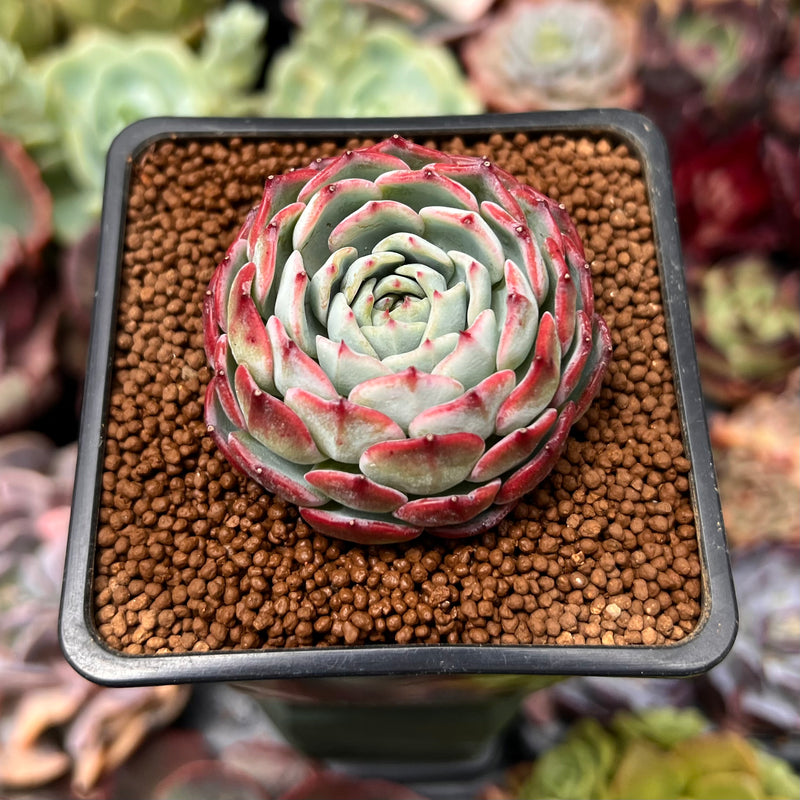 Echeveria sp. 2" Succulent Plant