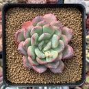 Echeveria sp. 2" Powdery Succulent Plant