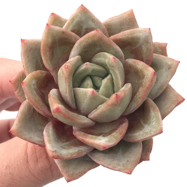 Echeveria 'German Champagne' 1"-2" Rare Succulent Plant