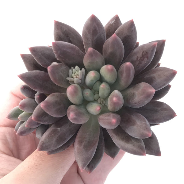 Pachyphytum 'Angel's Finger' 3"-4" Succulent Plant