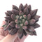 Pachyphytum 'Angel's Finger' 3"-4" Succulent Plant