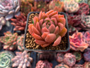 Echeveria Agavoides 'Cagliari' 1" Succulent Plant