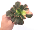 Echeveria 'Primadonna' Variegated 4"-5" Succulent Plant