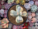 Cotyledon 'Orbiculata' Variegated 5" Large Very Rare Succulent Plant